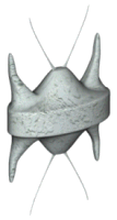 3D model of phytoplankton cell Biddulphia sp.